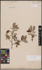 Foto von Salix caprea L. x Salix eleagnos Scop.